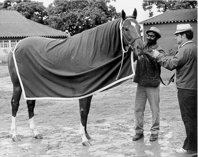 Horse Racing Legend Secretariat Enjoying Downtime After A Daily Bath